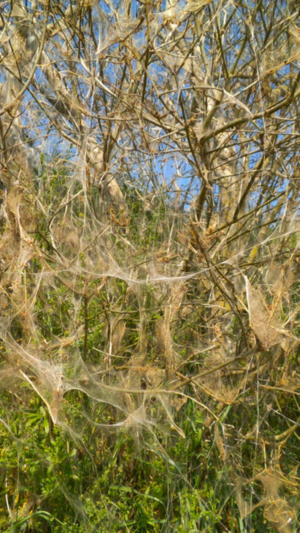 Yponomeuta cagnagella su Euonymus europaeus